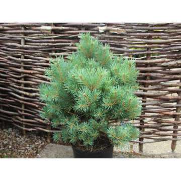 Pinus sylvestris'Lodge Hill'