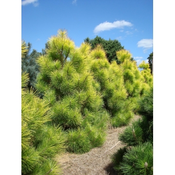 Pinus thunbergii'Ogon'
