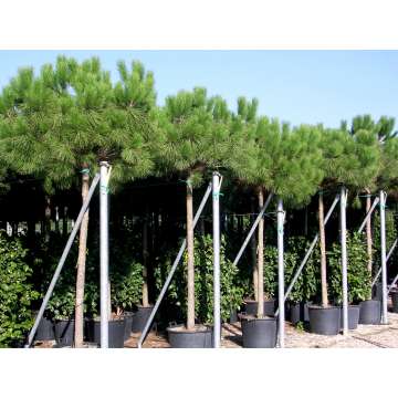 Pinus pinea