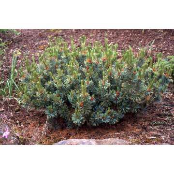 Pinus pumila'Drayer's Dwarf'