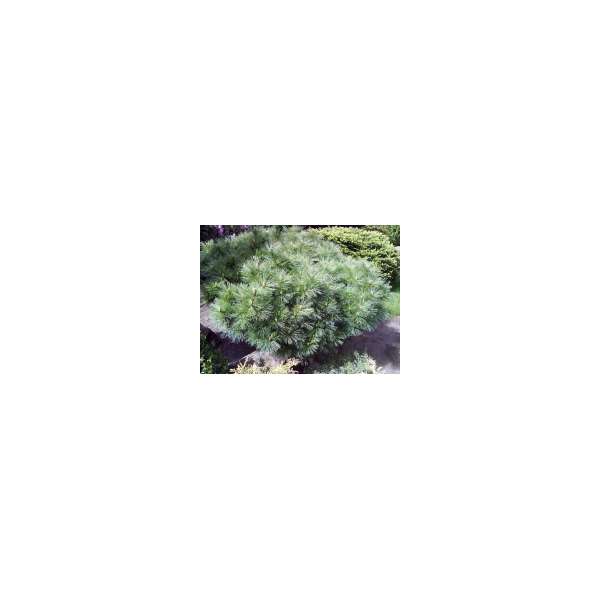 Pinus strobus'Radiata'