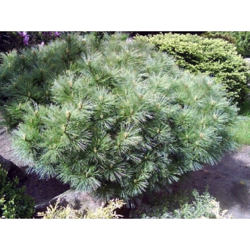 Pinus strobus'Radiata'