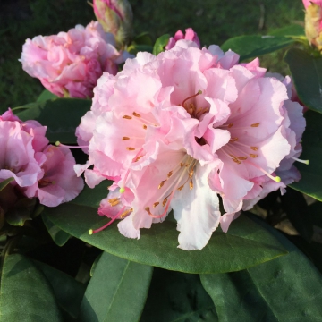 Rhododendron'Christmas Cheer'