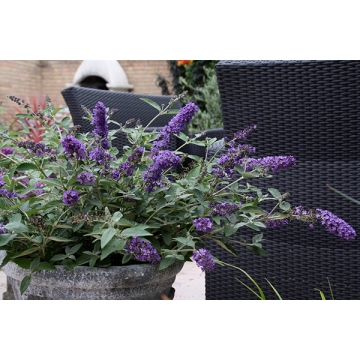Buddleja'Free Petite Blue Heaven'
