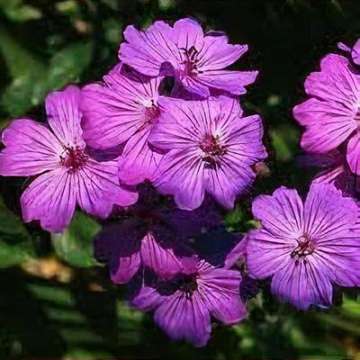 Geranium sanguineum'Bloody Graham'