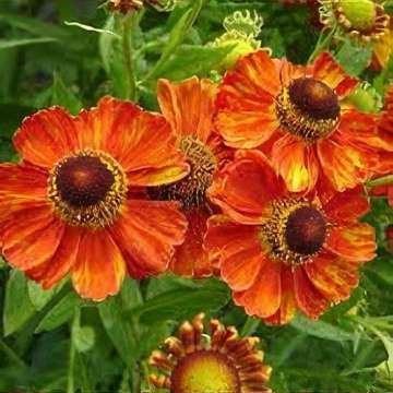 Helenium'Mien Ruys'