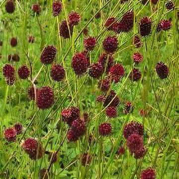 Sanguisorba'Tully'