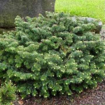 Abies balsamea'Nana'