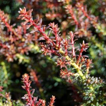 Podocarpus lawrencei'Red Tip'