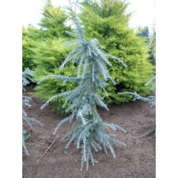 Cedrus libani'Blue Angel'