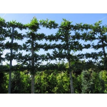 Platanus hispanica leivorm