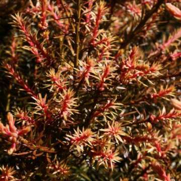 Podocarpus x'Country Park Fire'