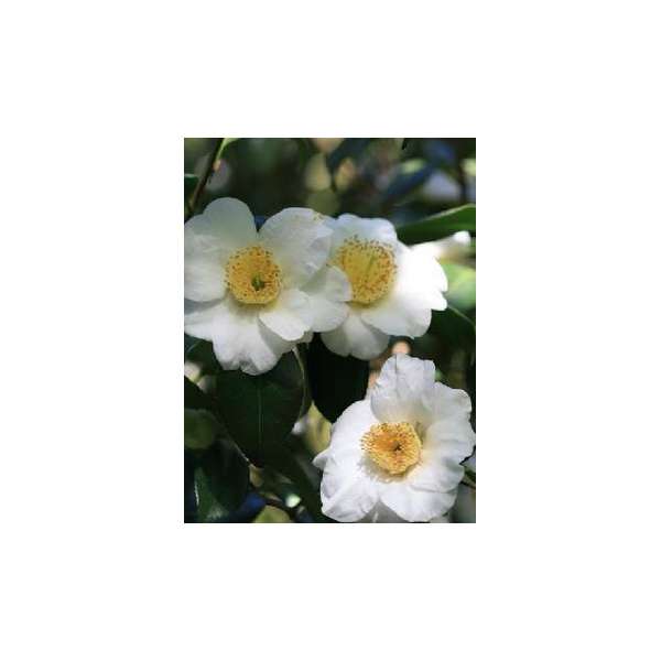 Camellia japonica'Alba Simplex'