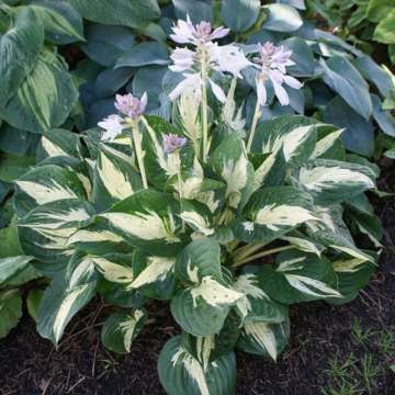 Hosta'Revolution'