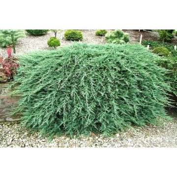 Juniperus horizontalis'Glacier'