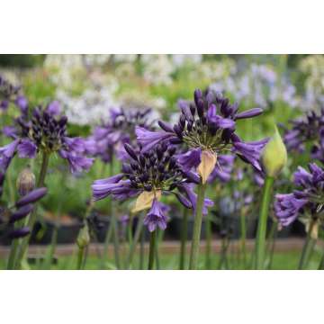 Agapanthus'Poppin Purple'