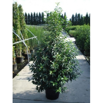 Prunus lusitanica'Angustifolia'