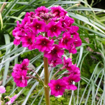 Primula japonica'Carminea'