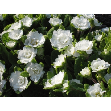 Primula vulgaris'Petticoat'