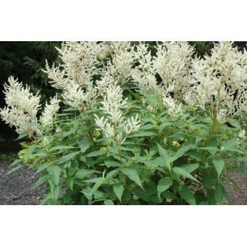 Persicaria polymorpha