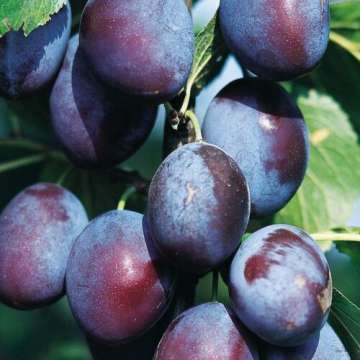 Pruim'Reine Claude d'Althan'