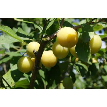 Pruim'Maribelle de Nancy'