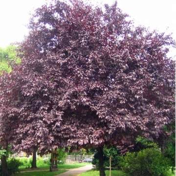 Prunus cerasifera'Nigra'