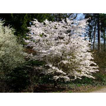 Prunus'The Bride'