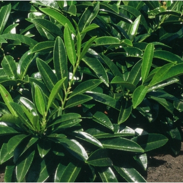 Prunus laurocerasus'Caucasica'