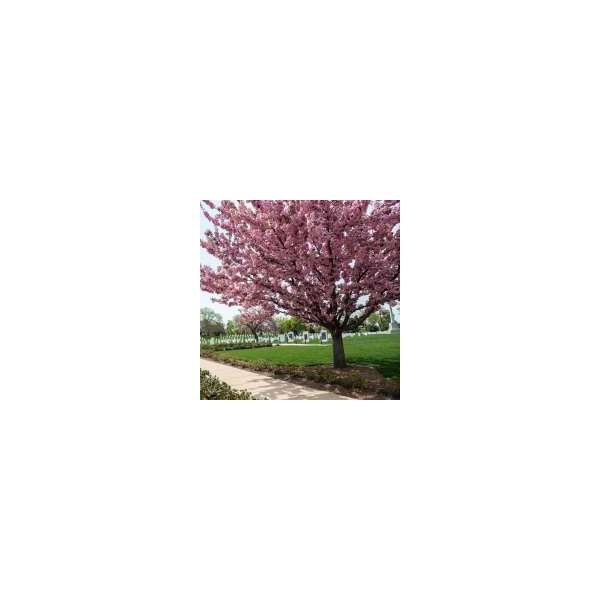 Prunus serrulata'Pink Perfection'