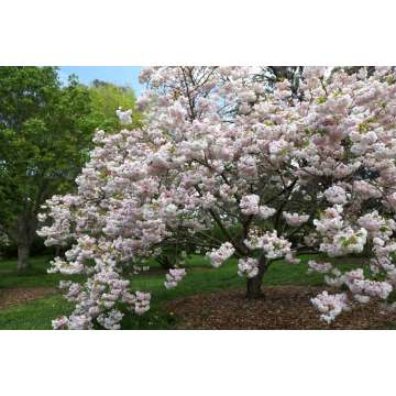 Prunus serrulata'Shimidsu'