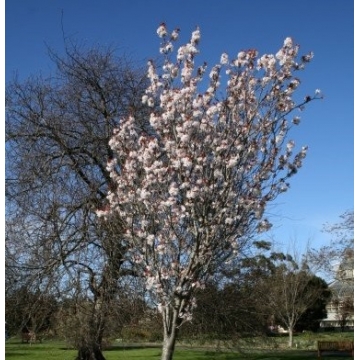 Prunus'Spire'