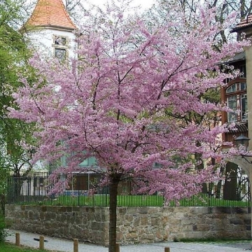 Prunus subhirtella'Autumnalis Rosea'