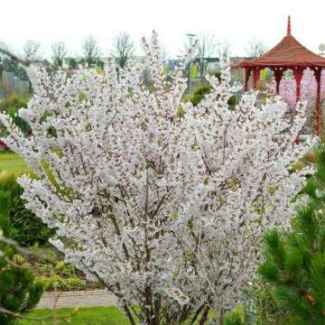 Prunus nipponica'Brilliant'
