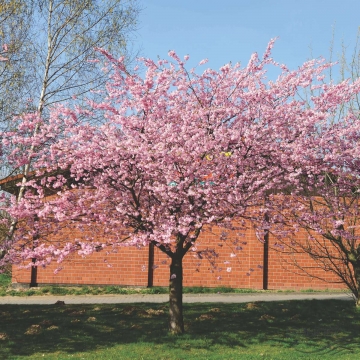 Prunus'Accolade'