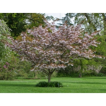 Prunus serrulata'Shirotae'
