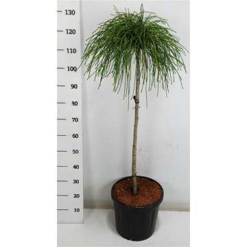 Thuja plicata'Whipcord'