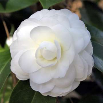 Camellia japonica'Purity'