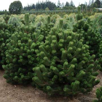 Pinus nigra'Oregon Green'
