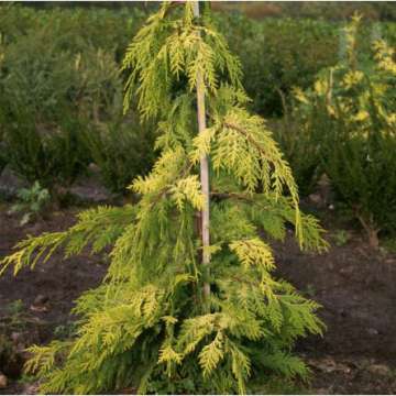 Chamaecyparis nootkatensis'Golden Waterfall'