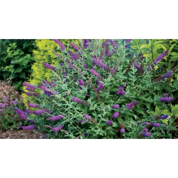 Buddleja'Miss Violet'