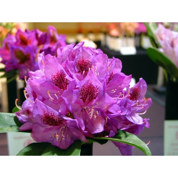 Rhododendron'Anah Kruschke'