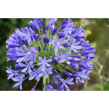 Agapanthus'Regal Beauty'