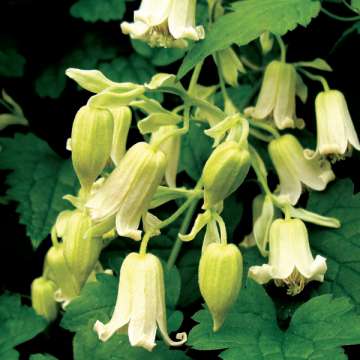 Clematis rehderiana