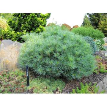Pinus strobus'Minima'