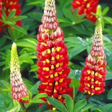 Lupinus'West Country Tequilla Flame'