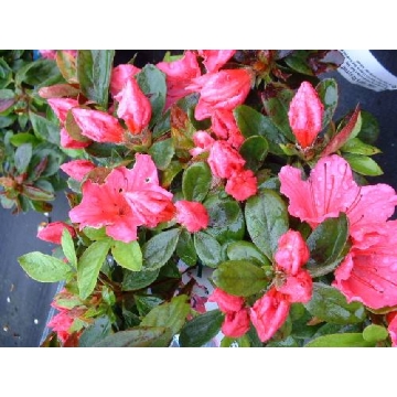 Azalea japonica'Vuyck's Rosyred'