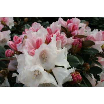 Rhododendron'Queen Bee'