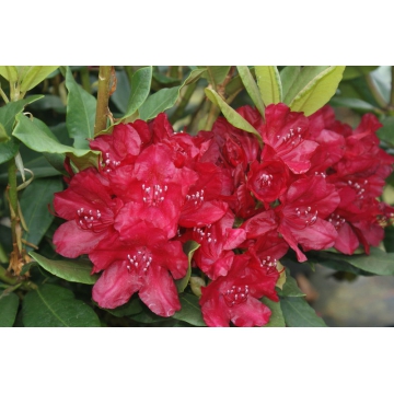 Rhododendron'Hachmann's Feuersschein'