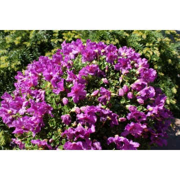 Rhododendron'Keleticum'